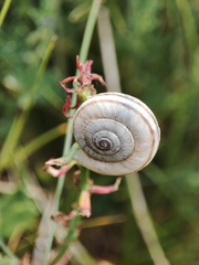 Xerolenta obvia