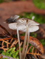 Mycena mijoi