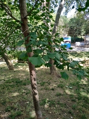 Ginkgo biloba