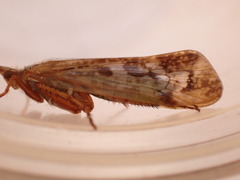 Limnephilus marmoratus