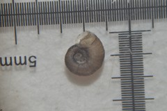 Gyraulus crista