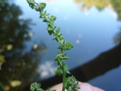 Atriplex prostrata latifolia