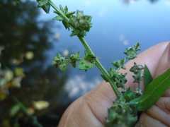 Atriplex prostrata latifolia