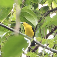 Aegithina lafresnayei