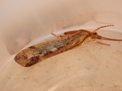 Limnephilus marmoratus