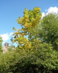 Fraxinus pennsylvanica lanceolata