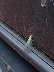 Pseudomallada flavifrons