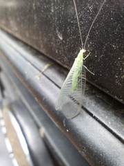 Pseudomallada flavifrons