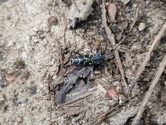 Xylotrechus antilope