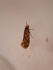 Triaxomera parasitella