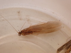 Oecetis ochracea