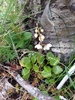 Norwegian Wintergreen - Photo (c) anneschaefer, some rights reserved (CC BY-NC), uploaded by anneschaefer
