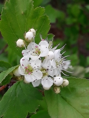 Crataegus dahurica