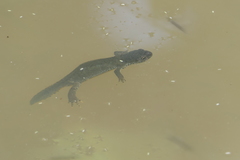 Ichthyosaura alpestris