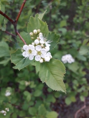 Crataegus dahurica