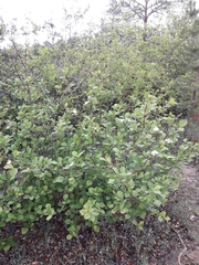 Crataegus dahurica