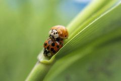 Harmonia axyridis