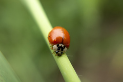 Harmonia axyridis