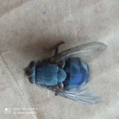 Calliphora vicina