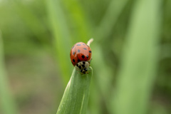 Harmonia axyridis