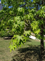 Liquidambar styraciflua