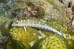 Parapercis xanthozona