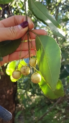 Schizomeria ovata