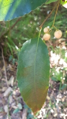 Schizomeria ovata