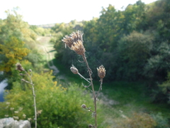 Centaurea stoebe stoebe