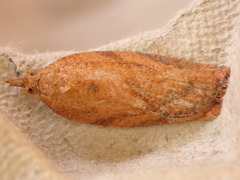 Acleris notana