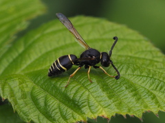 Odynerus spinipes