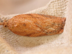 Acleris notana