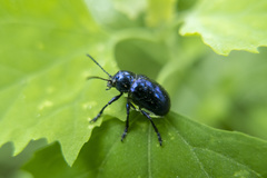 Chrysochus chinensis