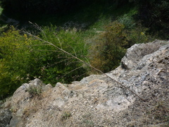 Centaurea stoebe stoebe