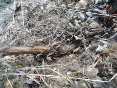 Centaurea stoebe stoebe