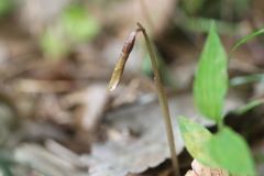 Nervilia nipponica