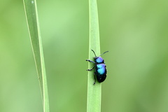 Chrysochus chinensis