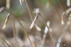 Nervilia nipponica