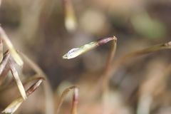 Nervilia nipponica