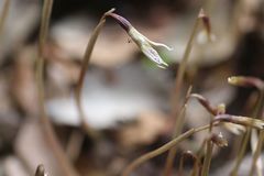 Nervilia nipponica