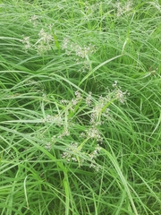 Scirpus sylvaticus