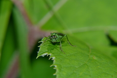 Tenthredo olivacea