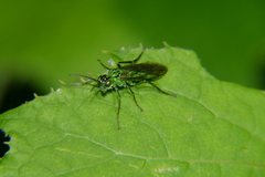 Tenthredo olivacea