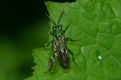 Tenthredo olivacea
