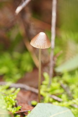 Mycena albidofusca