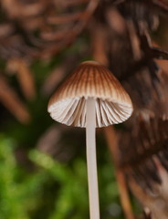 Mycena albidofusca