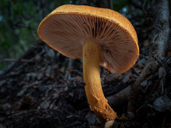 Cortinarius castoreus