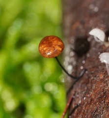 Marasmius alveolaris
