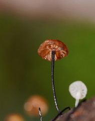 Marasmius alveolaris