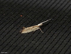 Plutella porrectella